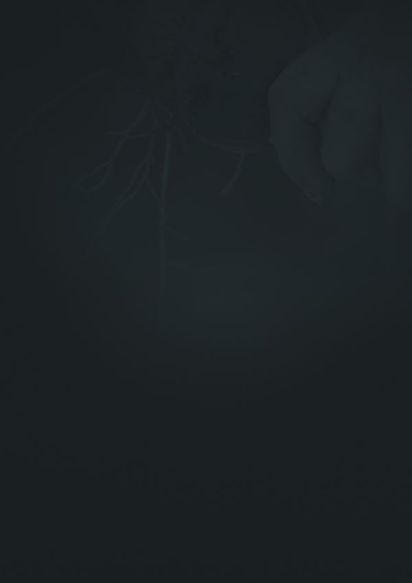 D'une rive à l'autre filligranes