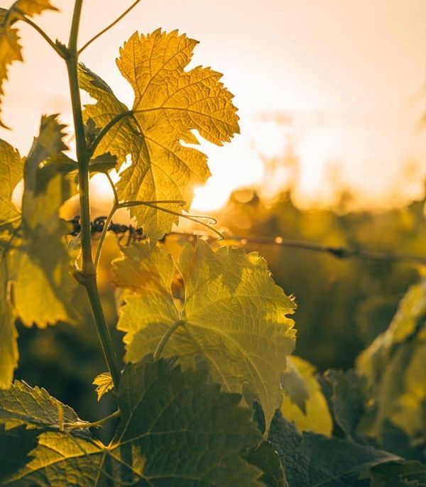 La feuille de vigne au Château Rauzan-Ségla