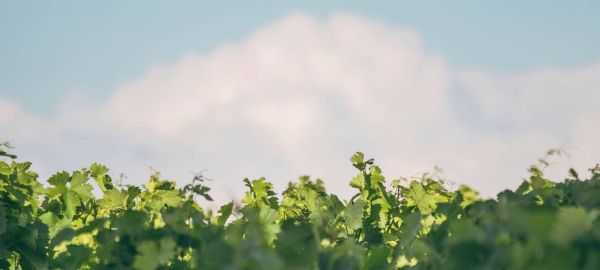 L'entrée sur le Château Canon