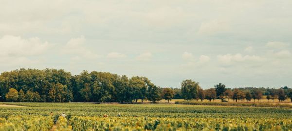 Vue de paysage sur le Château Rauzan-Ségla