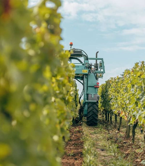 La feuille de vigne au Château Canon