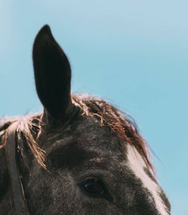 Cheval au Château Canon